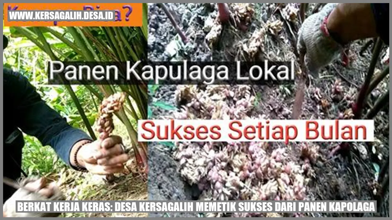 Berkat Kerja Keras: Desa Kersagalih Memetik Sukses dari Panen Kapolaga