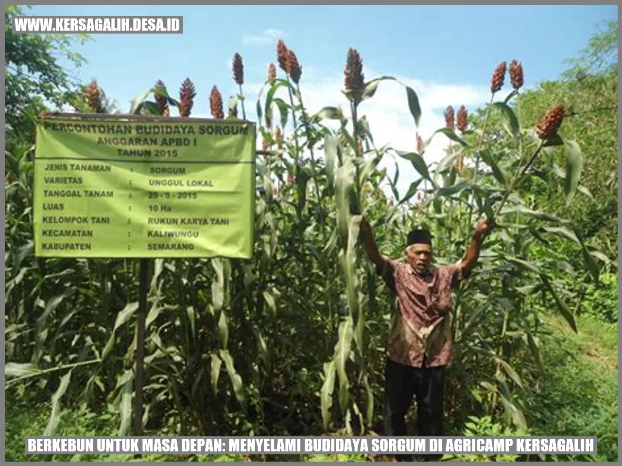 Berkebun untuk Masa Depan: Menyelami Budidaya Sorgum di Agricamp Kersagalih