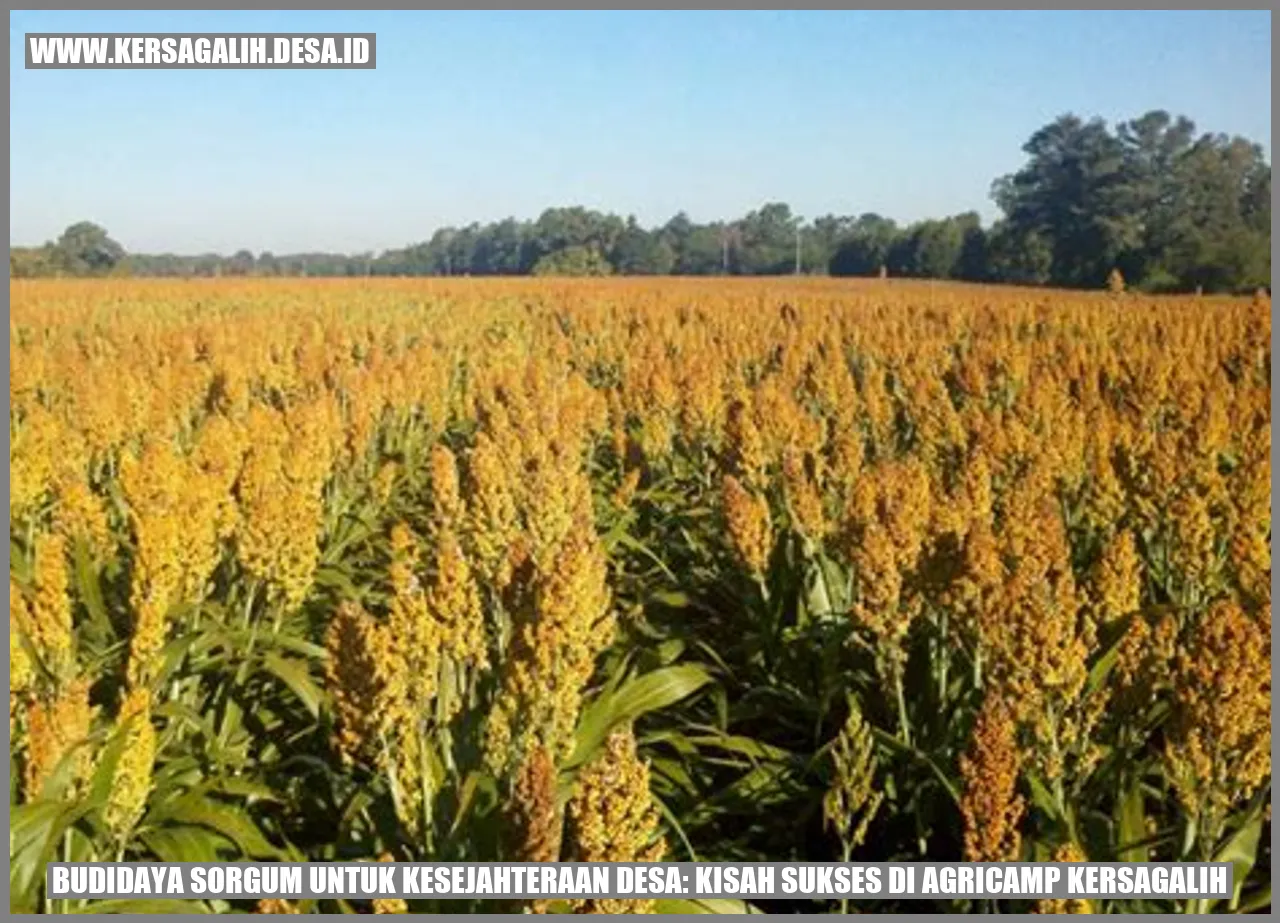 Budidaya Sorgum untuk Kesejahteraan Desa: Kisah Sukses di Agricamp Kersagalih