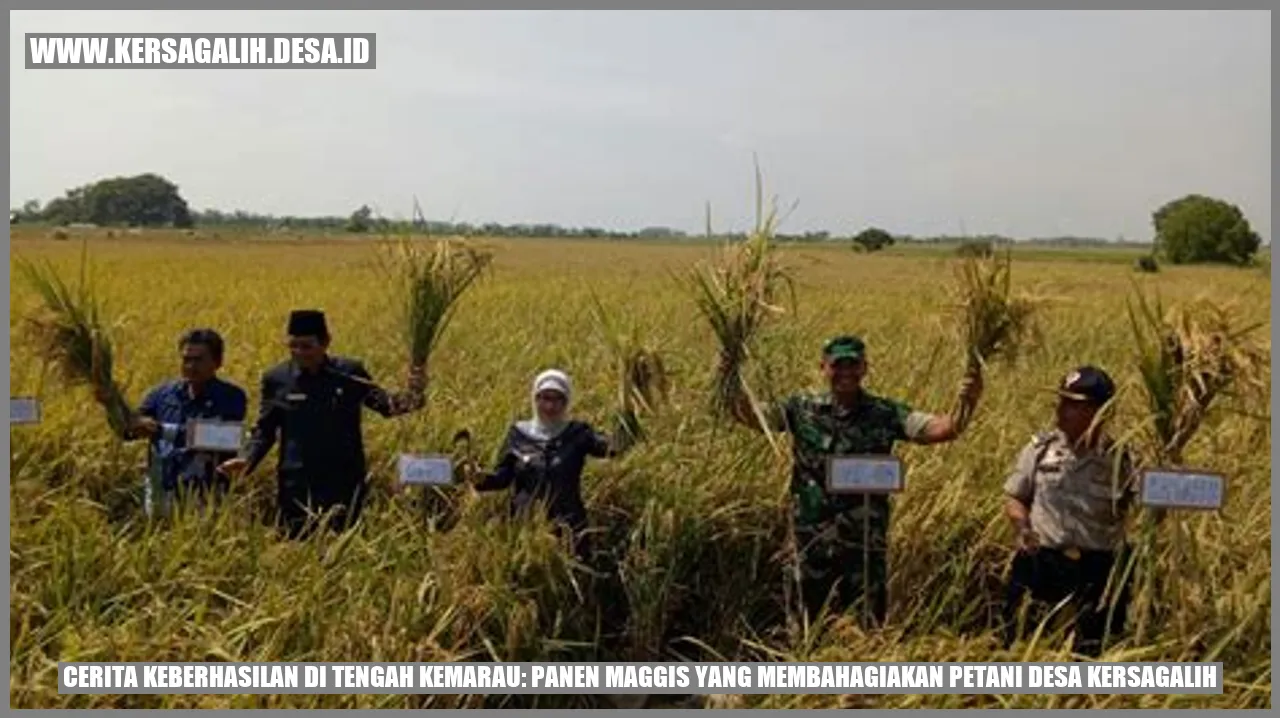 Cerita Keberhasilan di Tengah Kemarau: Panen Maggis yang Membahagiakan Petani Desa Kersagalih