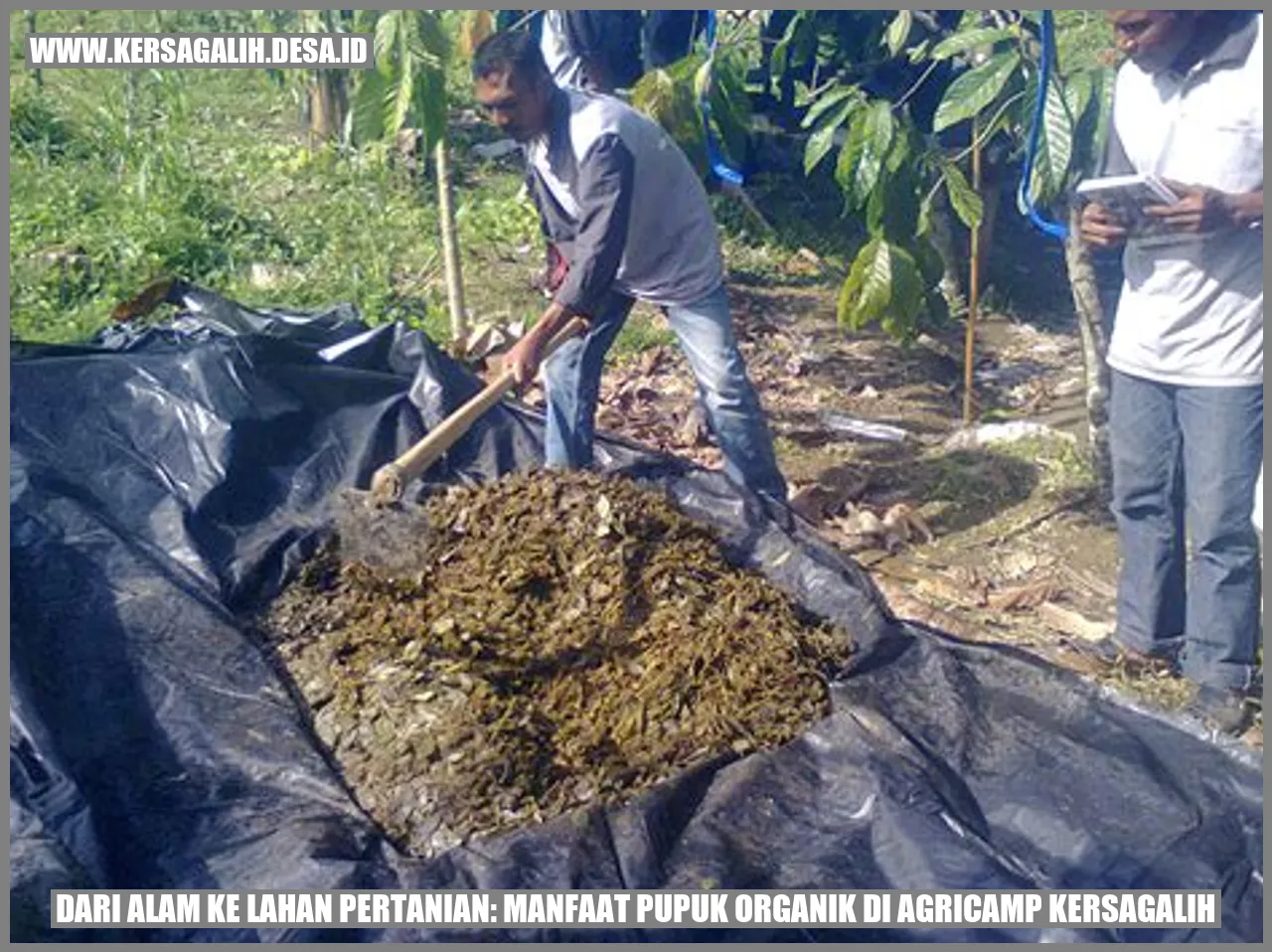 Dari Alam ke Lahan Pertanian: Manfaat Pupuk Organik di Agricamp Kersagalih