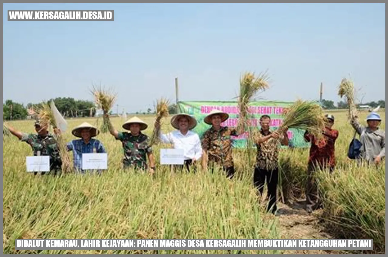 Dibalut Kemarau, Lahir Kejayaan: Panen Maggis Desa Kersagalih Membuktikan Ketangguhan Petani