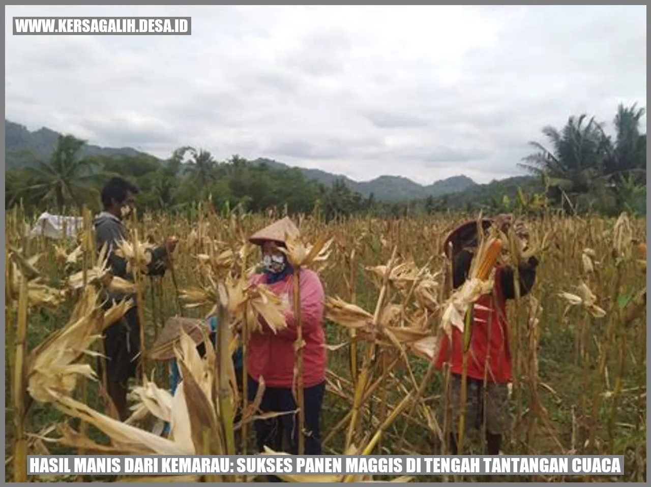 Hasil Manis dari Kemarau: Sukses Panen Maggis di Tengah Tantangan Cuaca