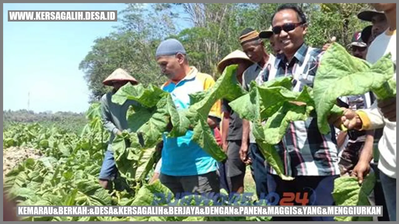 Panen Maggis Membahagiakan di Desa Kersagalih