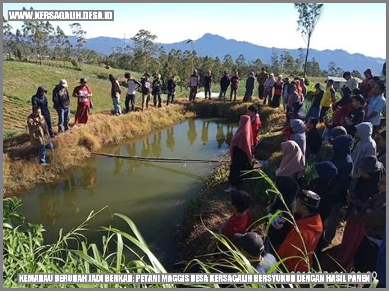 Kemarau Berubah Jadi Berkah: Petani Maggis Desa Kersagalih Bersyukur dengan Hasil Panen