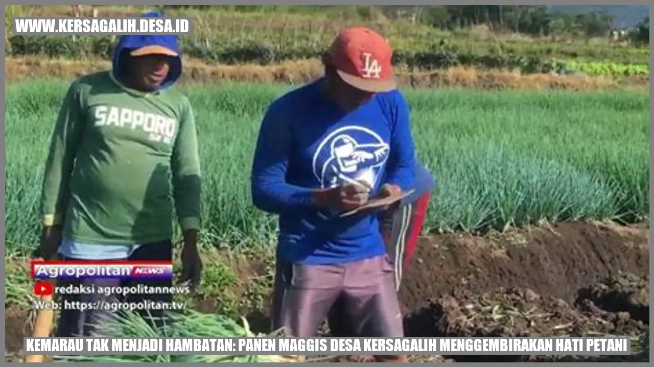 Sukacita Panen Maggis di Desa Kersagalih