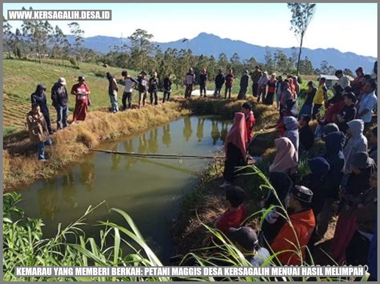 Rejeki Melimpah Petani Maggis Desa Kersagalih