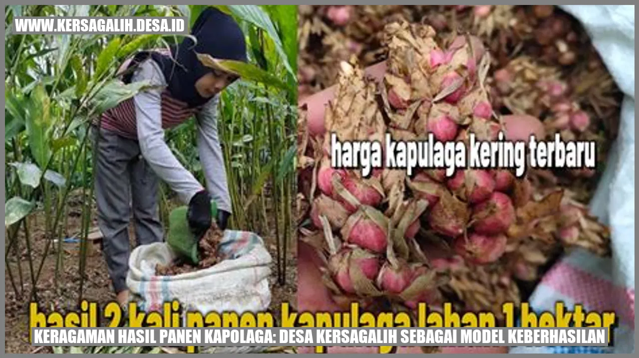 Keragaman Hasil Panen Kapolaga: Desa Kersagalih Sebagai Model Keberhasilan