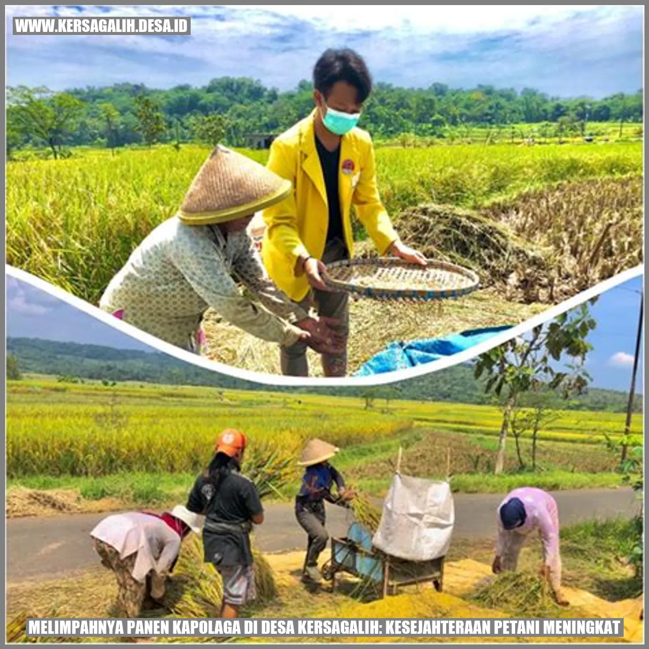 Melimpahnya Panen Kapolaga di Desa Kersagalih: Kesejahteraan Petani Meningkat