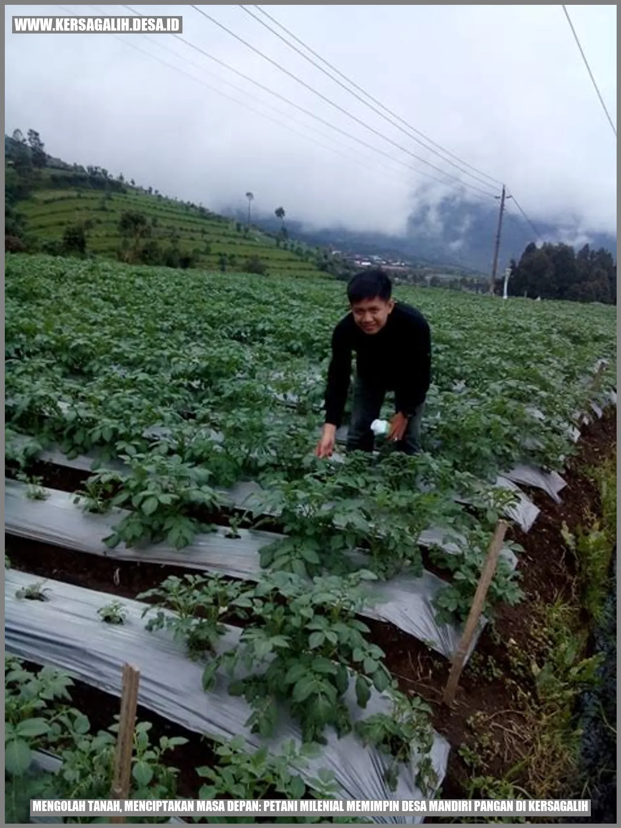 Mengolah Tanah, Menciptakan Masa Depan: Petani Milenial Memimpin Desa Mandiri Pangan di Kersagalih