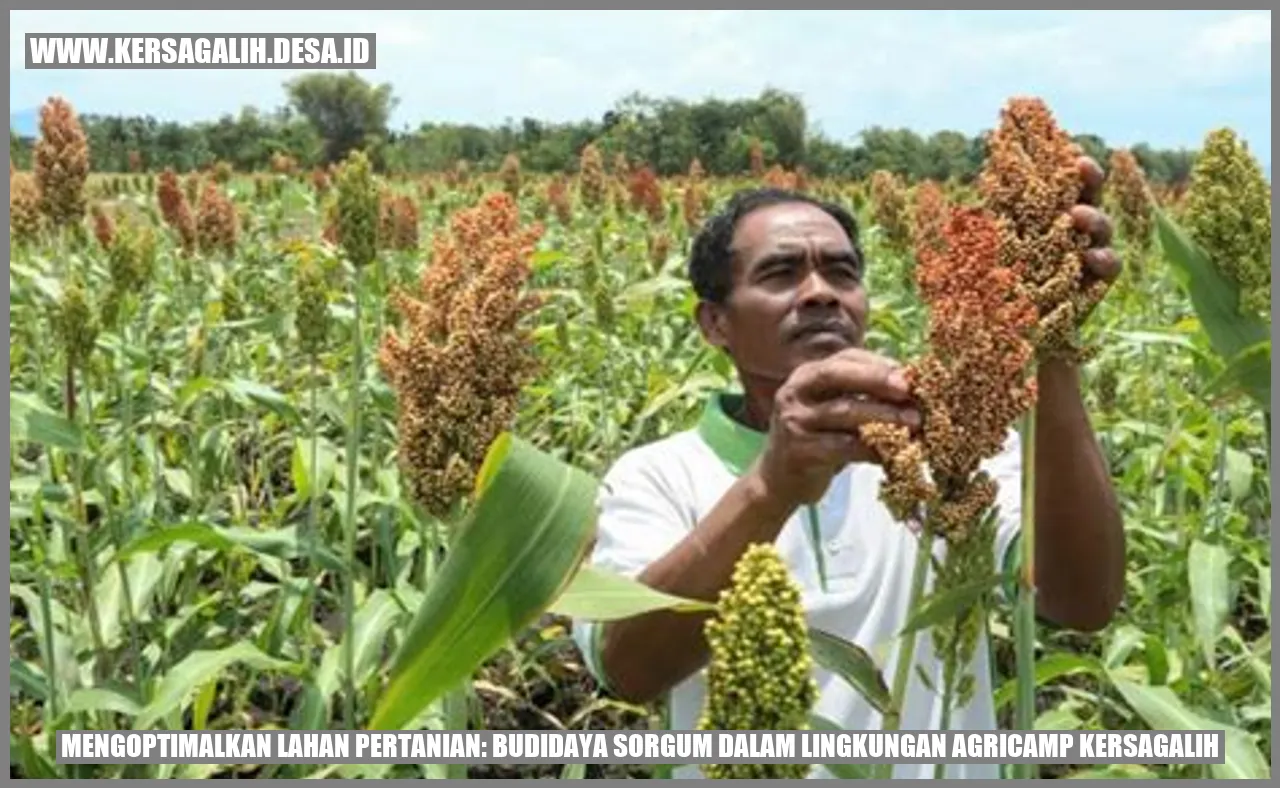 Mengoptimalkan Lahan Pertanian: Budidaya Sorgum dalam Lingkungan Agricamp Kersagalih