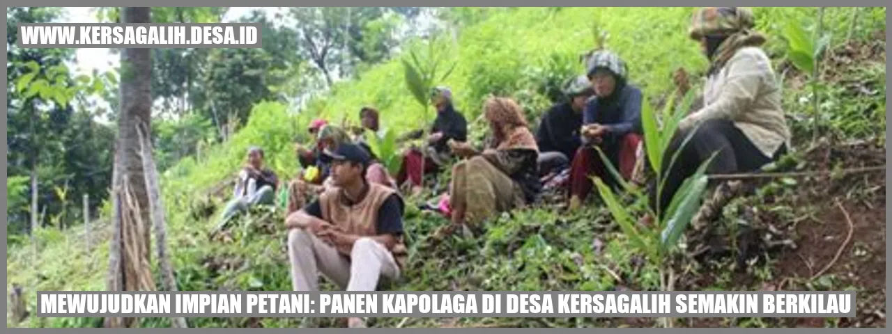 Mewujudkan Impian Petani: Panen Kapolaga di Desa Kersagalih Semakin Berkilau