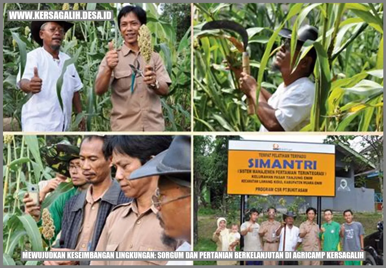 Mewujudkan Keseimbangan Lingkungan: Sorgum dan Pertanian Berkelanjutan di Agricamp Kersagalih