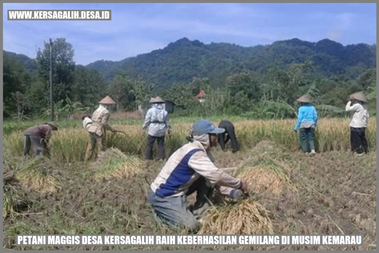 Petani Maggis Desa Kersagalih Raih Keberhasilan Gemilang di Musim Kemarau