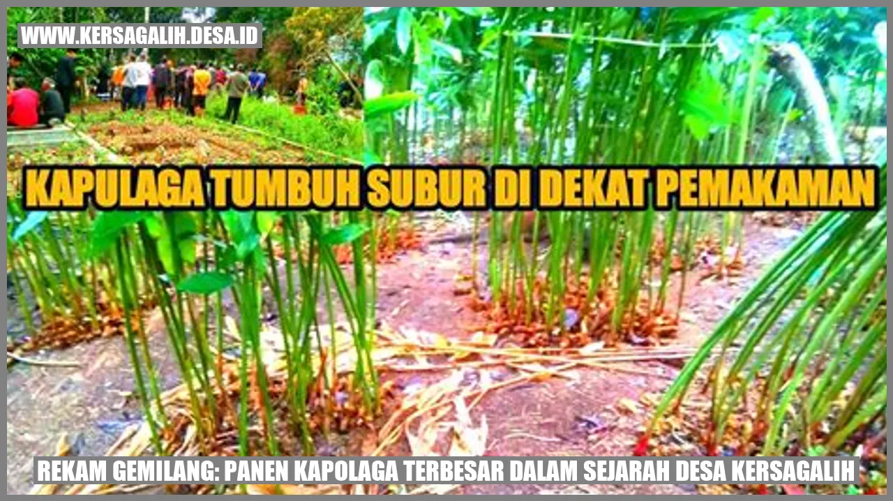 Panen Kapolaga Dahsyat di Desa Kersagalih